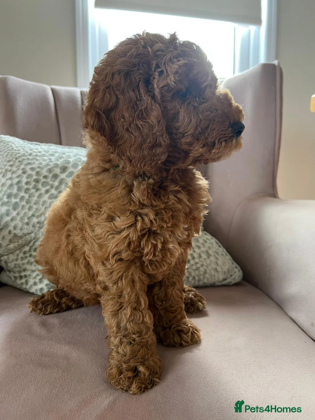 Cavapoo dogs for sale: Stunning red cavapoo puppies  - Advert 12