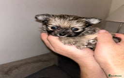 Pomchi dogs for sale: Pomchi puppies - Advert 5