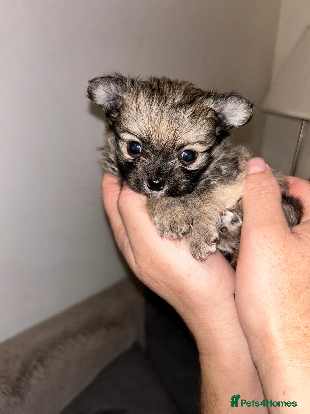 Pomchi dogs for sale: Pomchi puppies - Advert 5