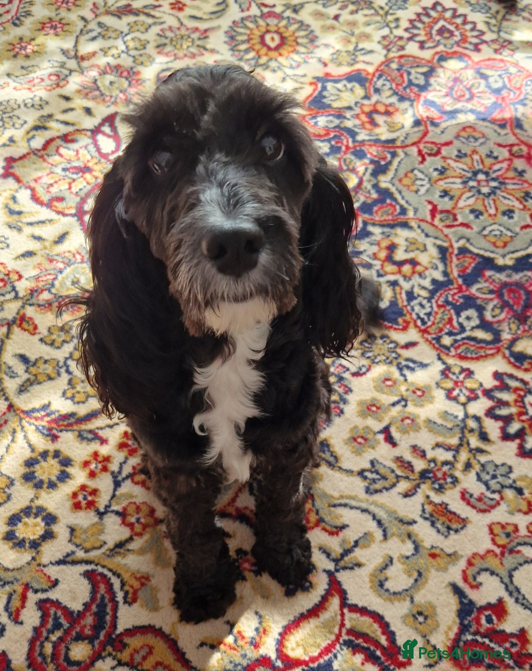 Cockapoo dogs for stud: PROVEN F1 Cockapoo for STUD in Canterbury - Image 1