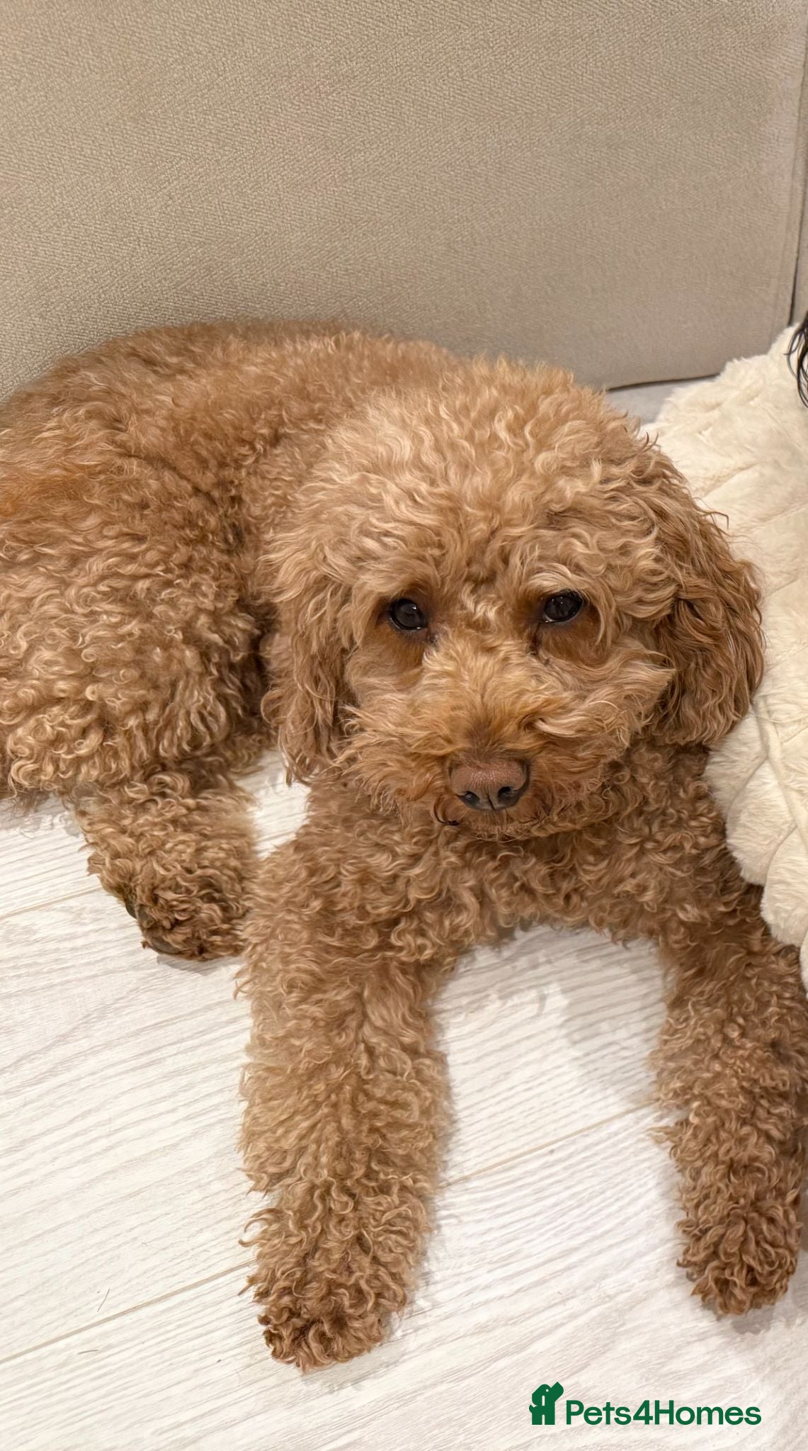 Mixed Breed dogs Beautiful Cockapoo × Cavapoo Puppies - Advert 2