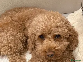 Mixed Breed dogs Beautiful Cockapoo × Cavapoo Puppies - Advert 2