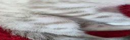 Bengal cats for sale: Bengal kittens  - Advert 6
