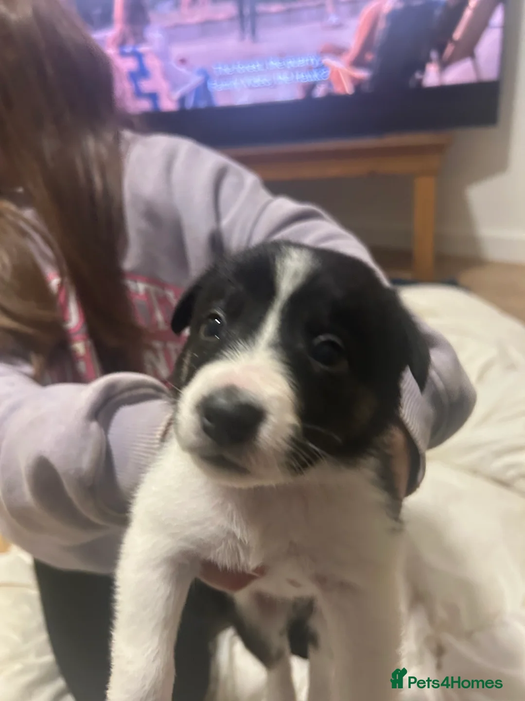 Border Collie dogs for sale: ✨ Last remaining border collie puppy ✨ - Advert 28