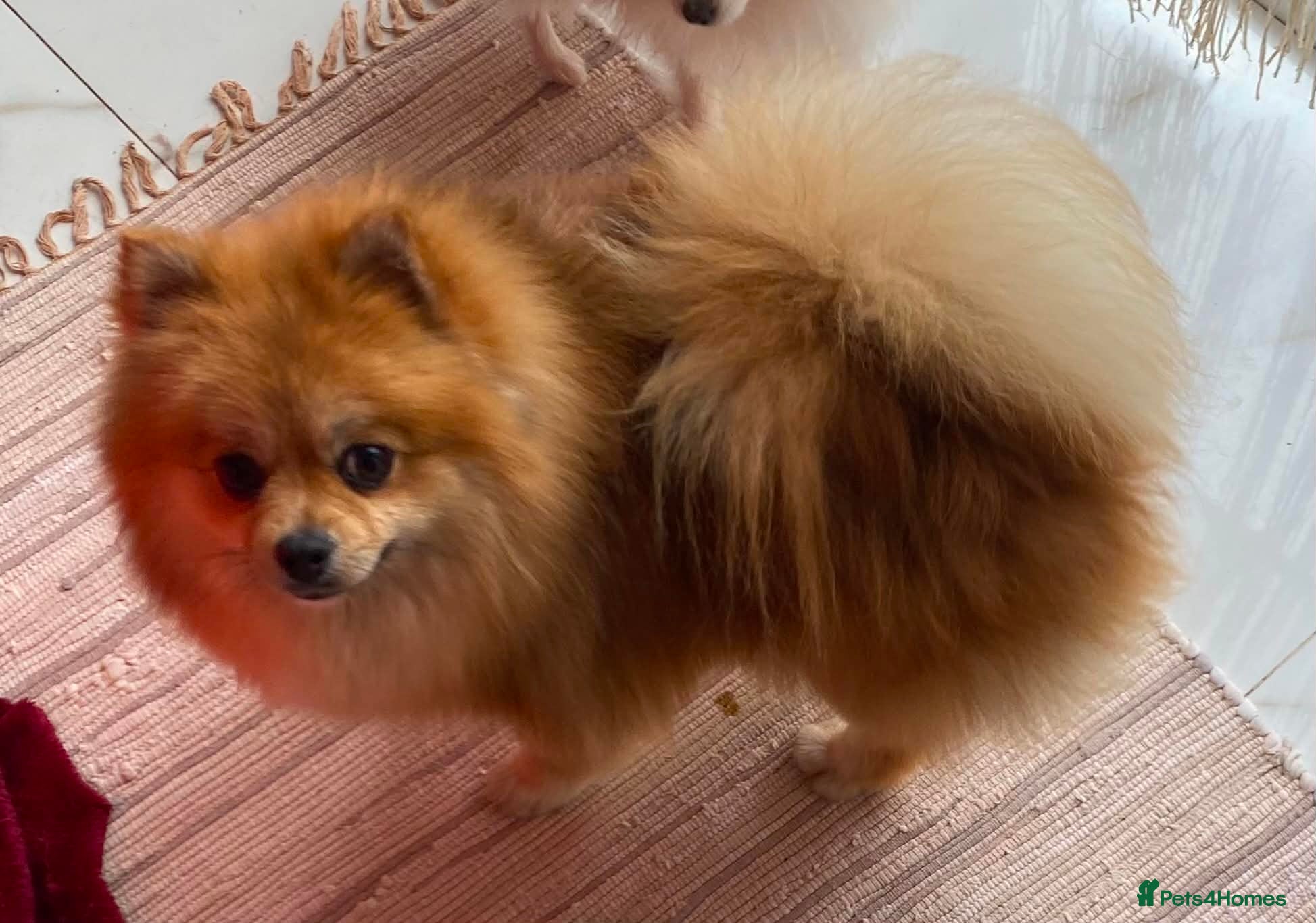 Pomeranian dogs Beautiful Pomeranian girls - Advert 1