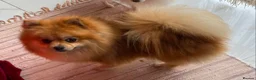 Pomeranian dogs for sale: Beautiful Pomeranian girls - Advert 1