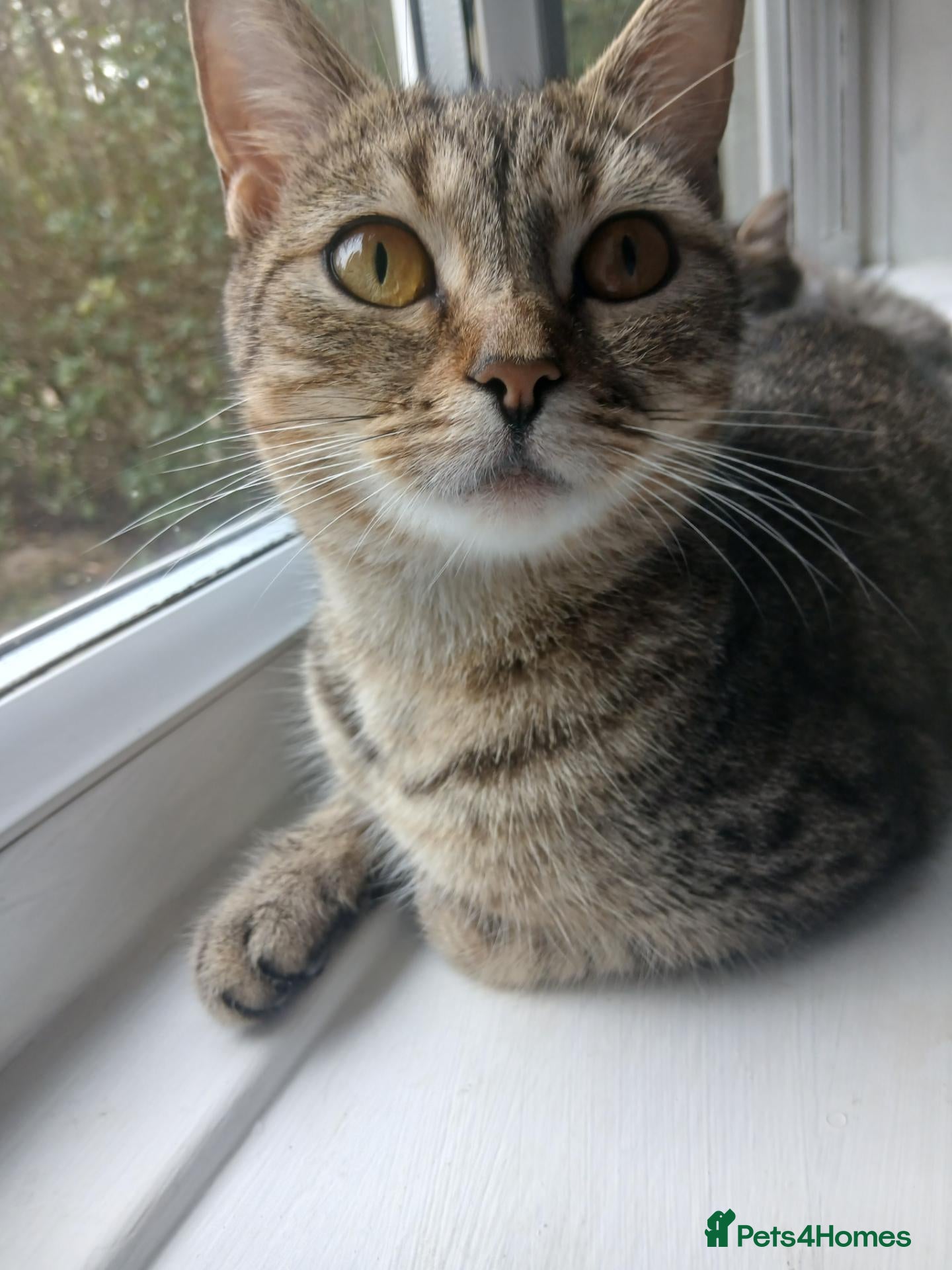 Mixed Breed cats Roxy  - Advert 12