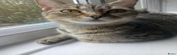 Mixed Breed cats for sale: Roxy  - Advert 1
