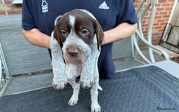 Mixed Breed dogs for sale: German shorthair pointer/wirehairpointer - Image 8