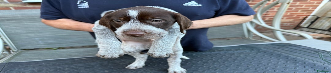 Mixed Breed Puppy 11