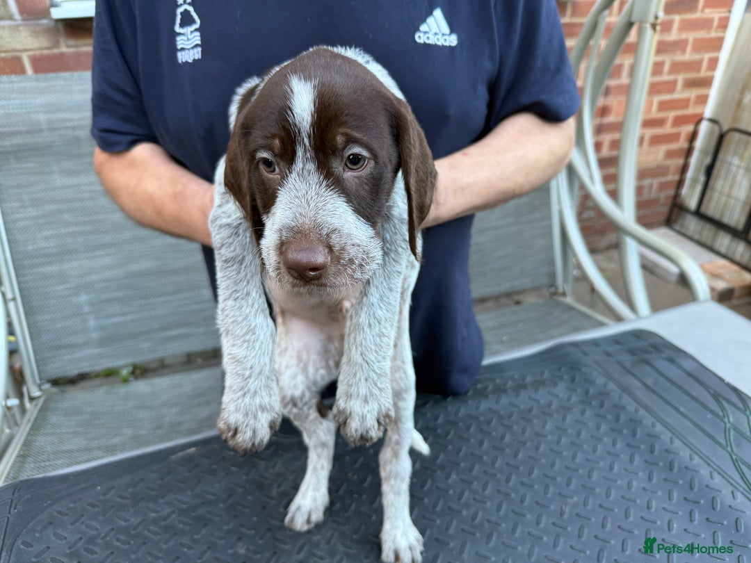 Mixed Breed dogs for sale: German shorthair pointer/wirehairpointer - Image 8