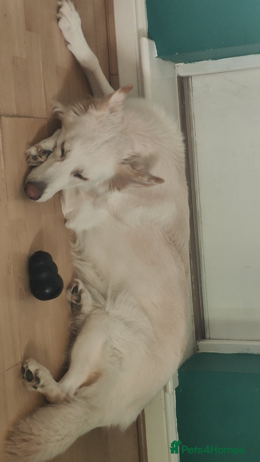 German Shepherd dogs for sale: Edie  - Advert 3