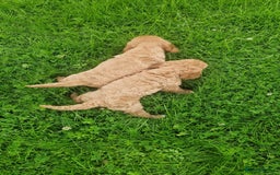 Cavapoo dogs for sale: Cavapoo puppies - Image 9