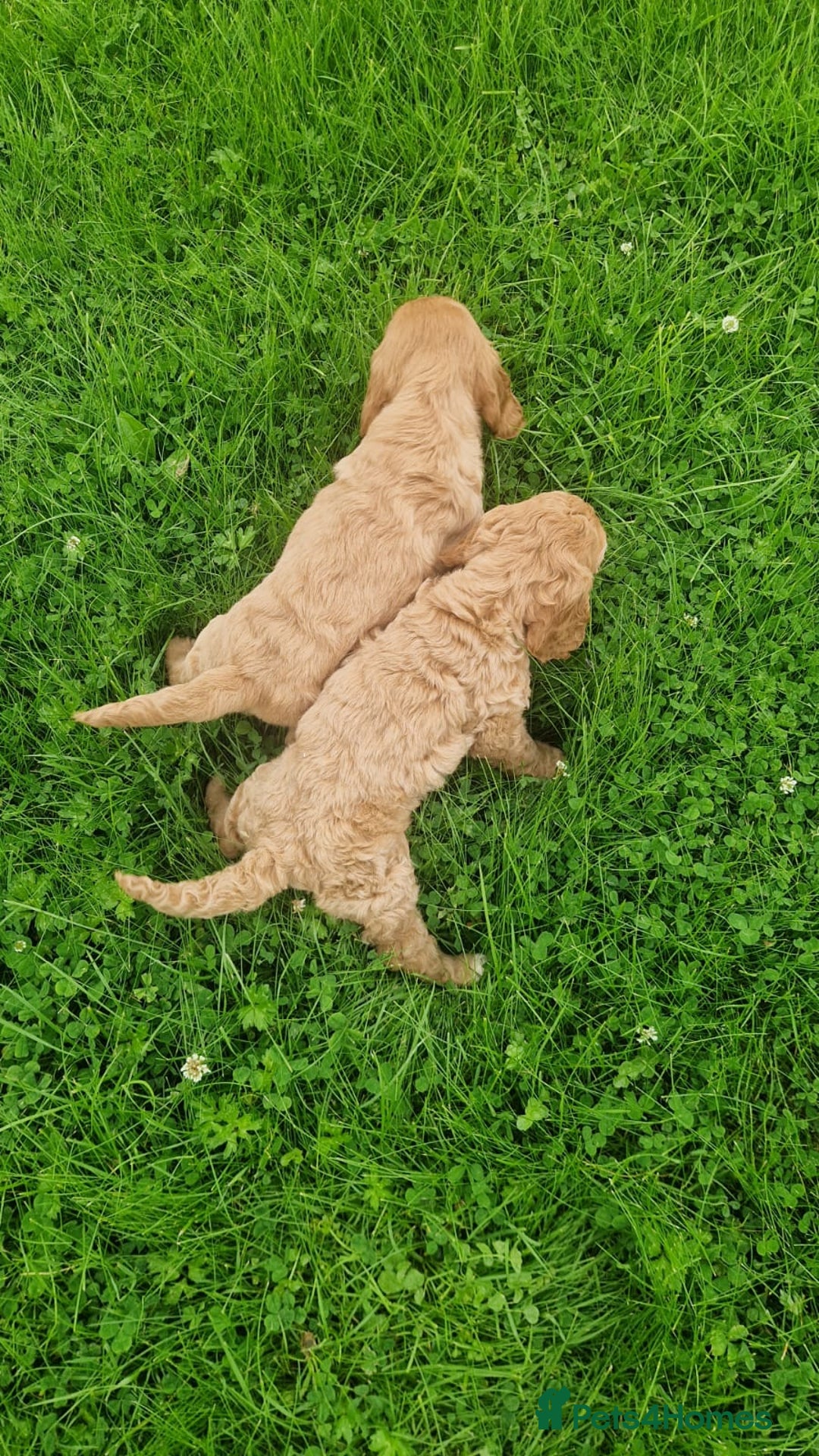 Cavapoo dogs for sale: Cavapoo puppies - Image 9
