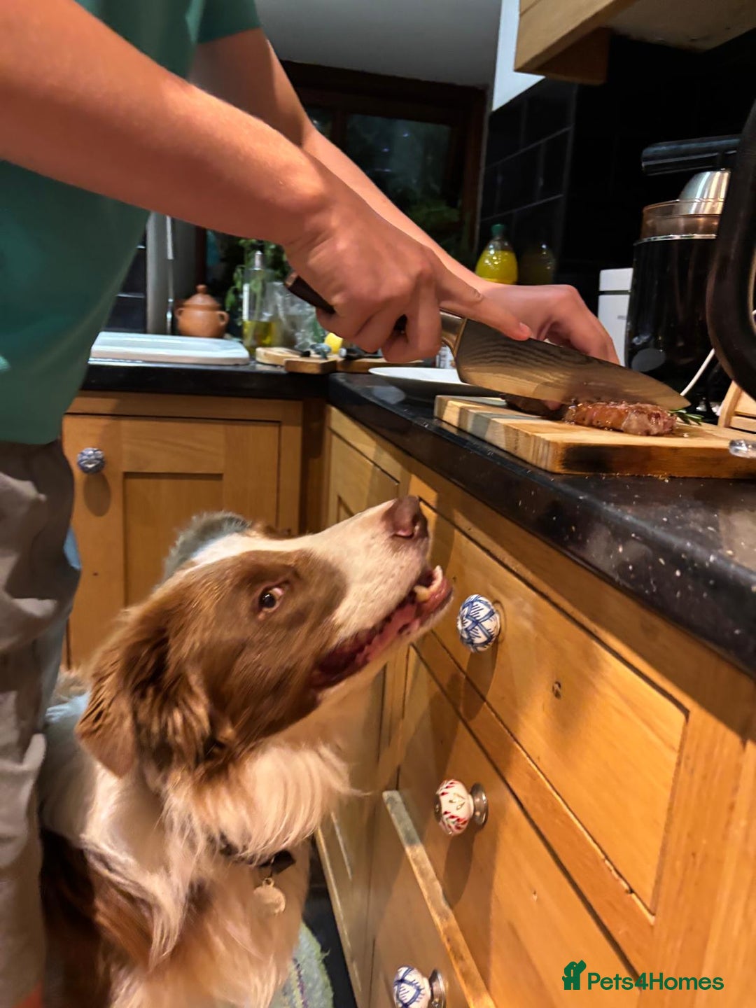Border Collie dogs for sale: Marley  - Image 3