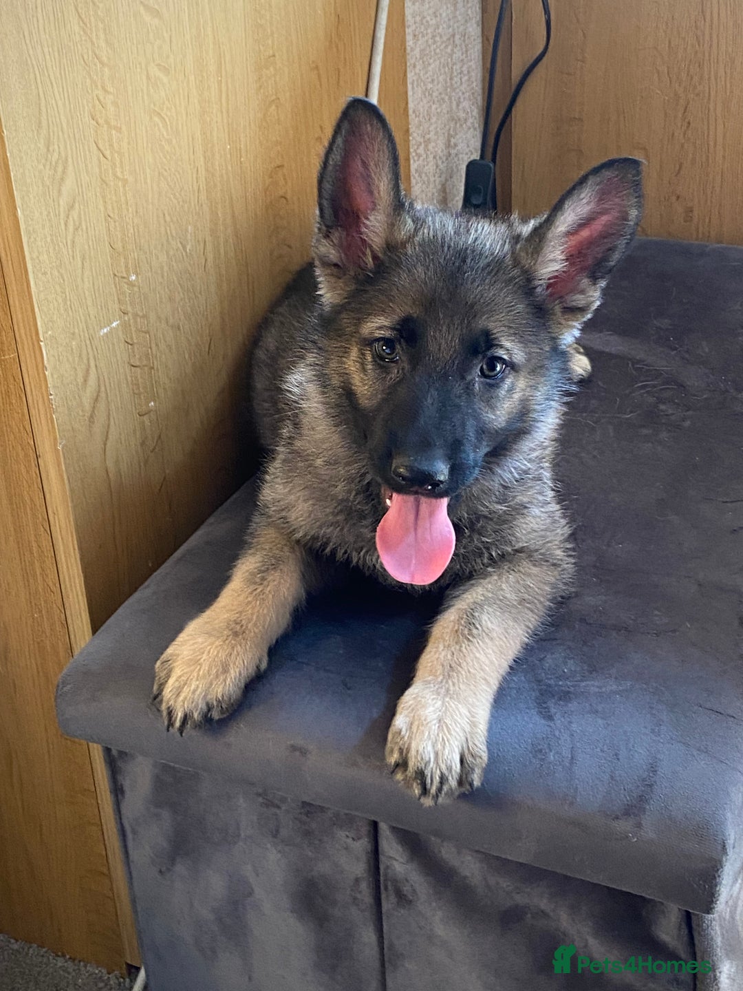 German Shepherd dogs for sale: German shepherd  - Image 9