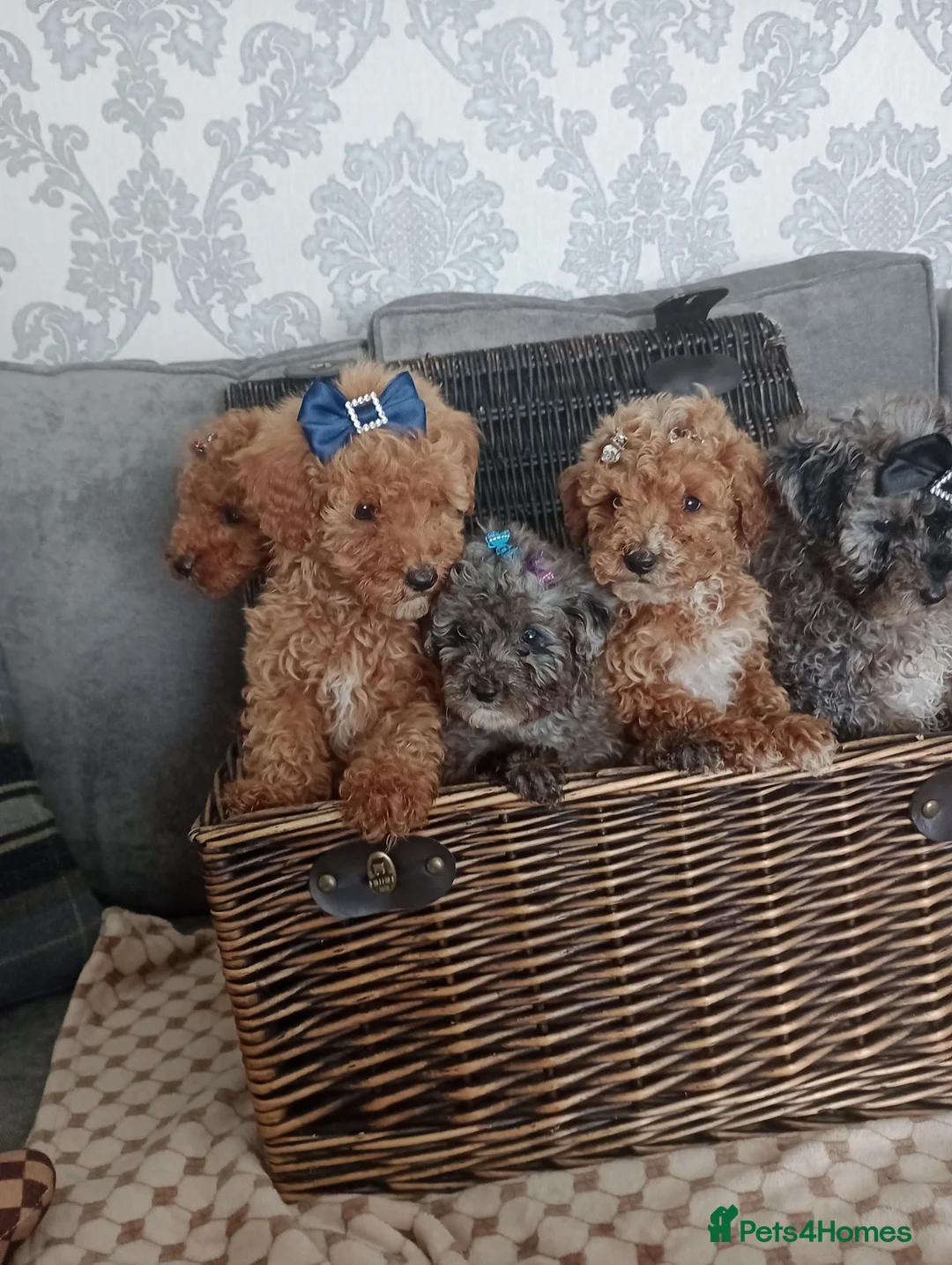 Mixed Breed dogs for sale: 🐕🌹 5 beautiful girls, miniature poodle 🌹🐕 in Barnsley - Advert 1