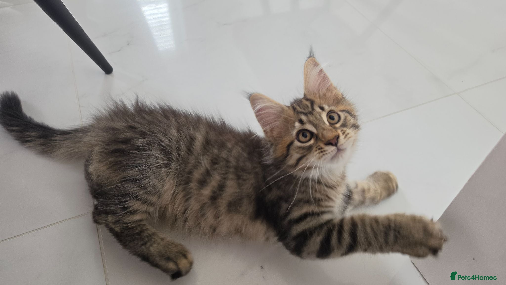 Maine Coon cats Beautiful Maine Coon Kittens for Sale - Advert 2