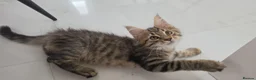 Maine Coon cats for sale: Beautiful Maine Coon Kittens for Sale - Advert 2