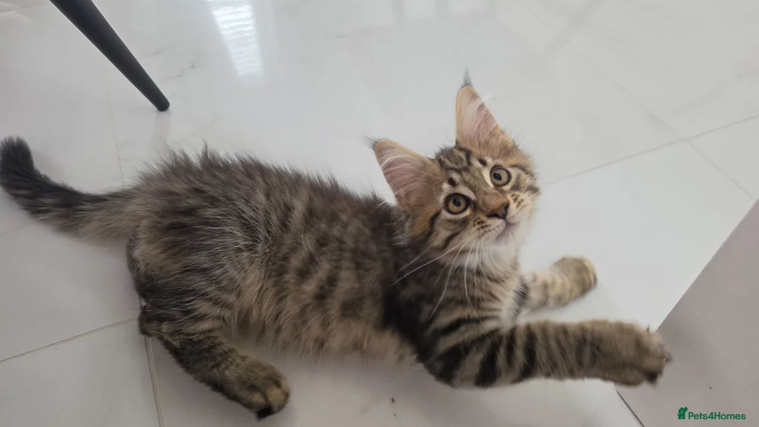 Maine Coon cats for sale: Beautiful Maine Coon Kittens for Sale - Advert 2