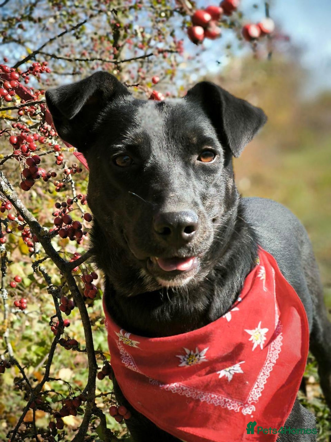 Mixed Breed dogs for adoption: 💖🐶 BLACKY 🐶💖 - Advert 9