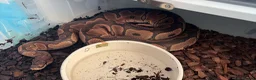 Python Snake reptiles for sale: Collection of Royals  - Advert 3