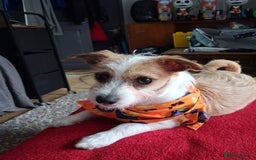 Mixed Breed dogs for sale: Hi my name is Boo - Image 1