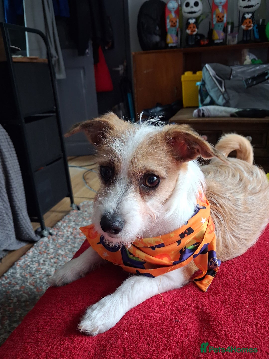 Mixed Breed dogs for sale: Hi my name is Boo - Image 1