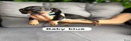 Miniature Dachshund dogs for sale: Miniature dachshunds in Stafford - Advert 13