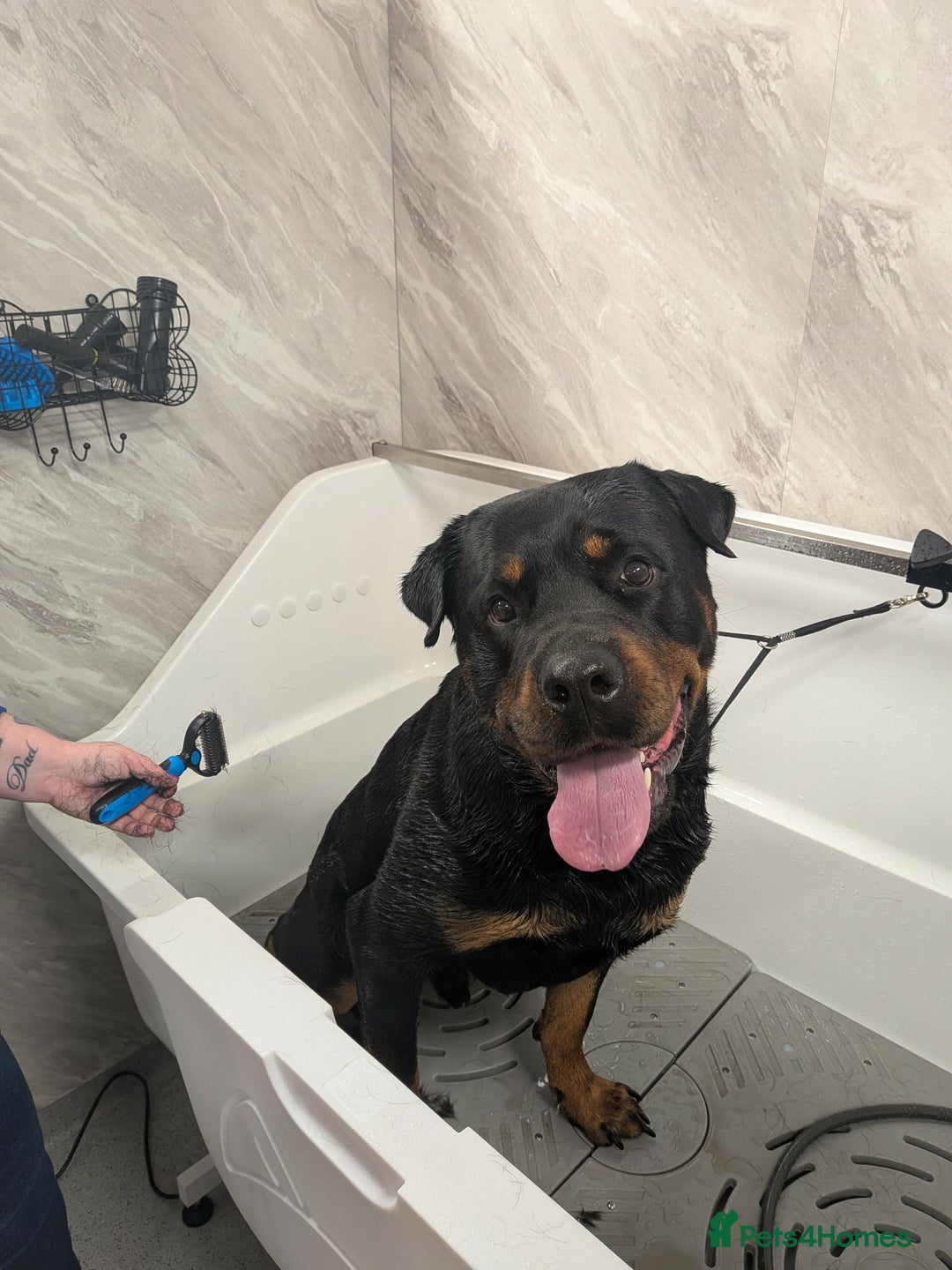 Rottweiler dogs for stud: Rottie male for stud in Ayr - Advert 22