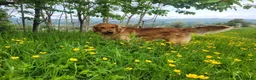 Golden Retriever dogs for sale: Beautiful girl due puppies in Nelson - Advert 9