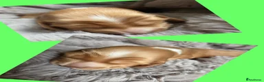 Cocker Spaniel 2