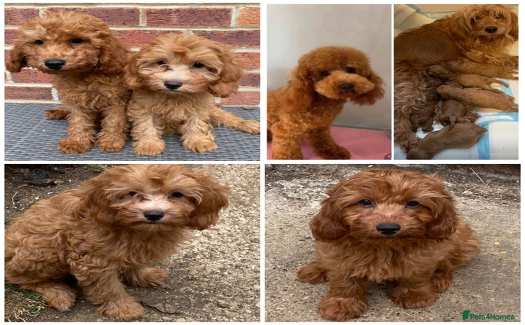 Cavapoo dogs - Advert 4