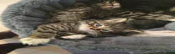 Mixed Breed cats for sale: 4 BEAUTIFUL KITTENS FOR SALE  - Advert 4