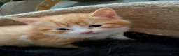 Mixed Breed cats for sale: X5 kitten for sale  - Advert 5