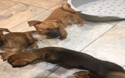 Mixed Breed dogs for sale: Japanese Bear-headed Akita X Dobermann hybrids  - Advert 2