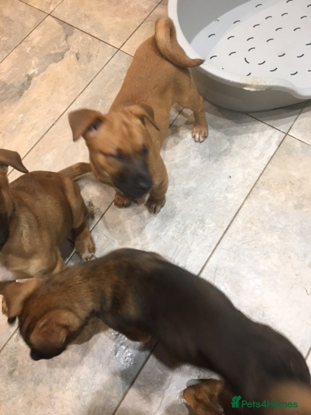 Mixed Breed dogs for sale: Japanese Bear-headed Akita X Dobermann hybrids  - Advert 2