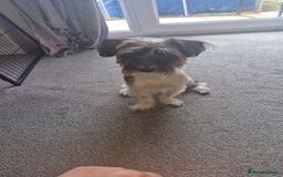 Yorkshire Terrier dogs for sale: Yorkshire terrier 2yr old  - Image 3