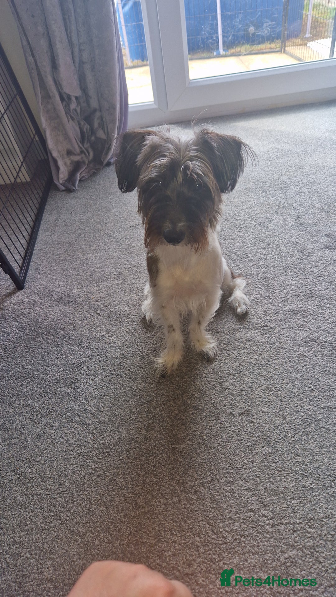 Yorkshire Terrier dogs for sale: Yorkshire terrier 2yr old  - Image 3