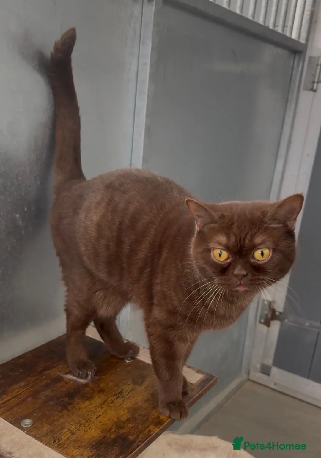 British Shorthair cats for sale: Chocolade british female looking New home - Advert 2