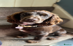 Cockapoo dogs for sale: last F1 boy ready now - Image 8