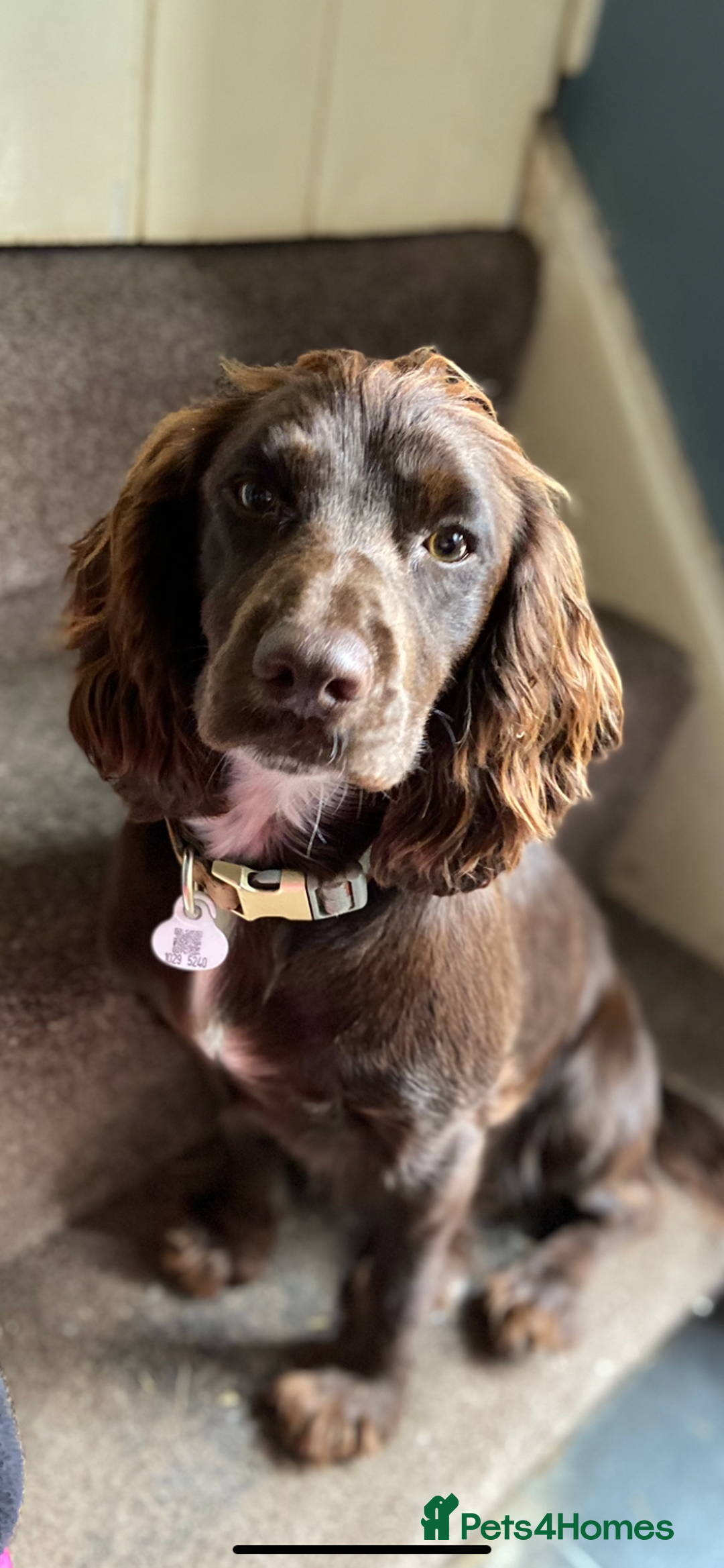 Cockapoo dogs for sale: last F1 boy ready now - Image 8