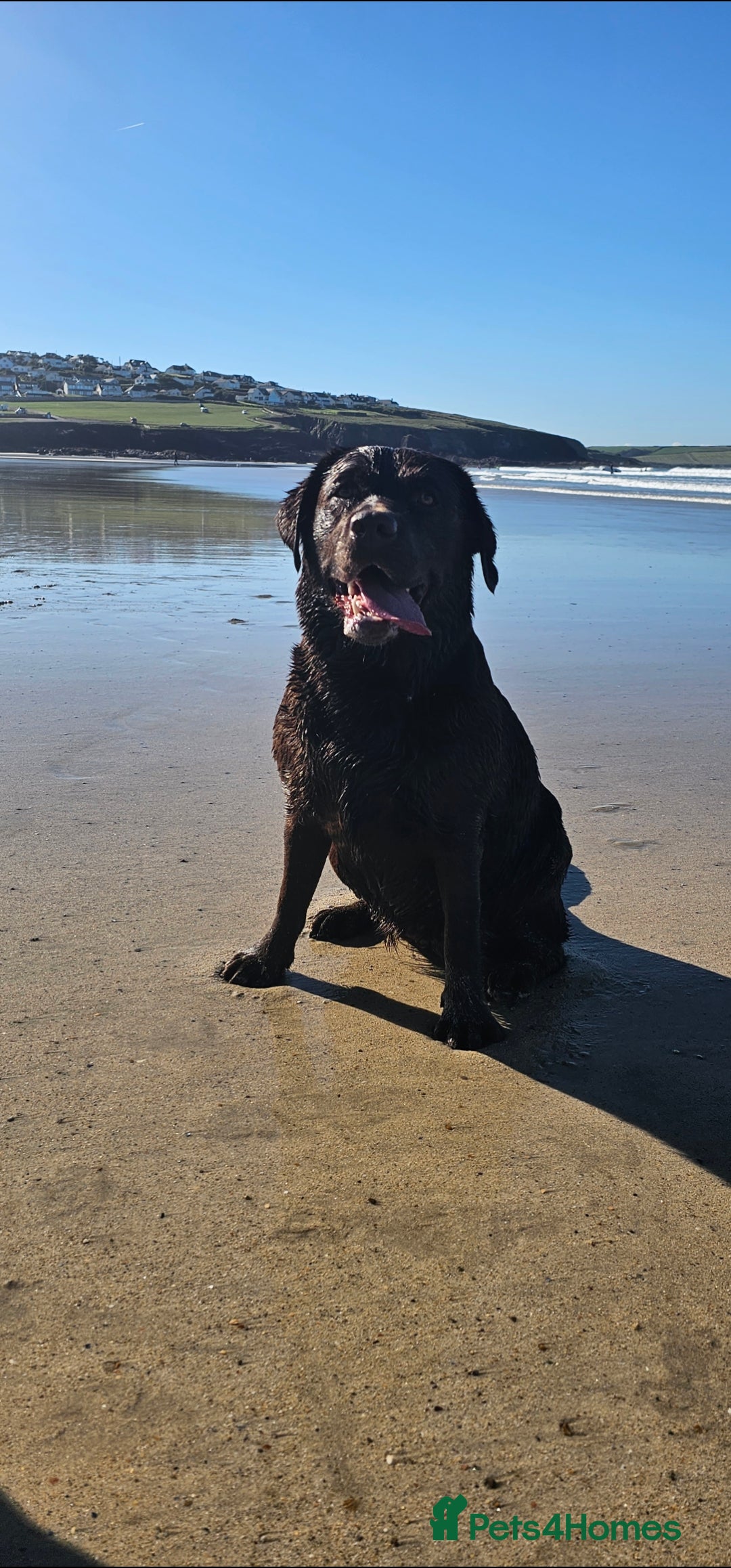 Labrador Retriever dogs for sale: Beautiful KC Show Line Labrador Puppys  - Advert 8