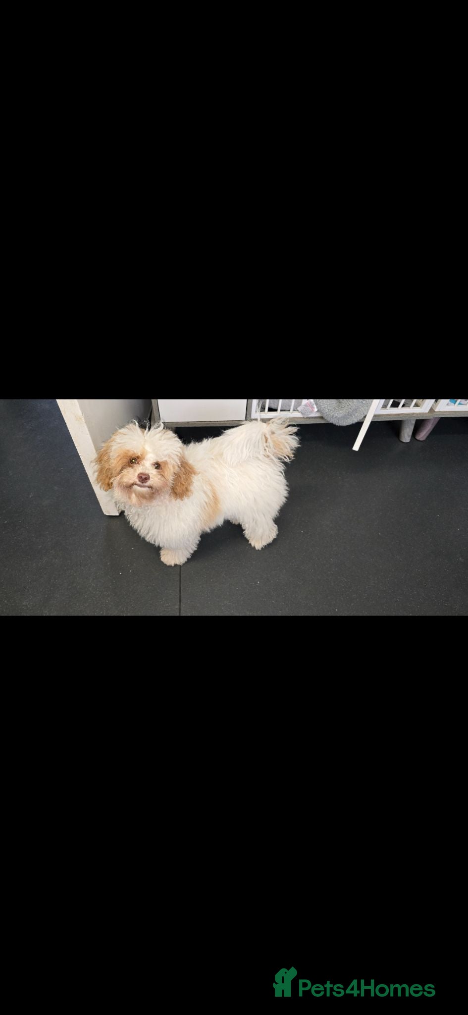 Poochon dogs 9 month old poochon - Advert 2