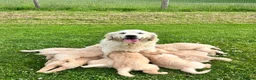 Golden Retriever dogs for sale: Beautiful KC Golden Retriever Puppies - Advert 8