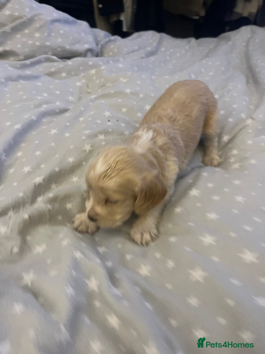 Mixed Breed cats for sale: SPROCKER SPANIEL PUPPIES  - Advert 4