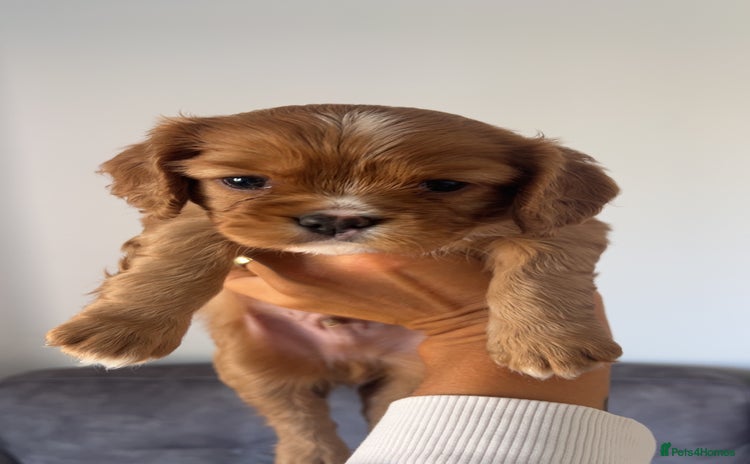 Cavalier King Charles Spaniel dogs - Advert 8