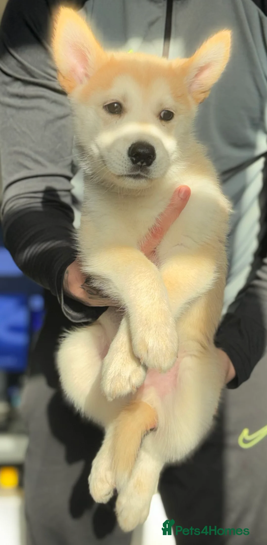 Shepsky dogs for sale: Shepsky male puppies  in Stevenage - Advert 2