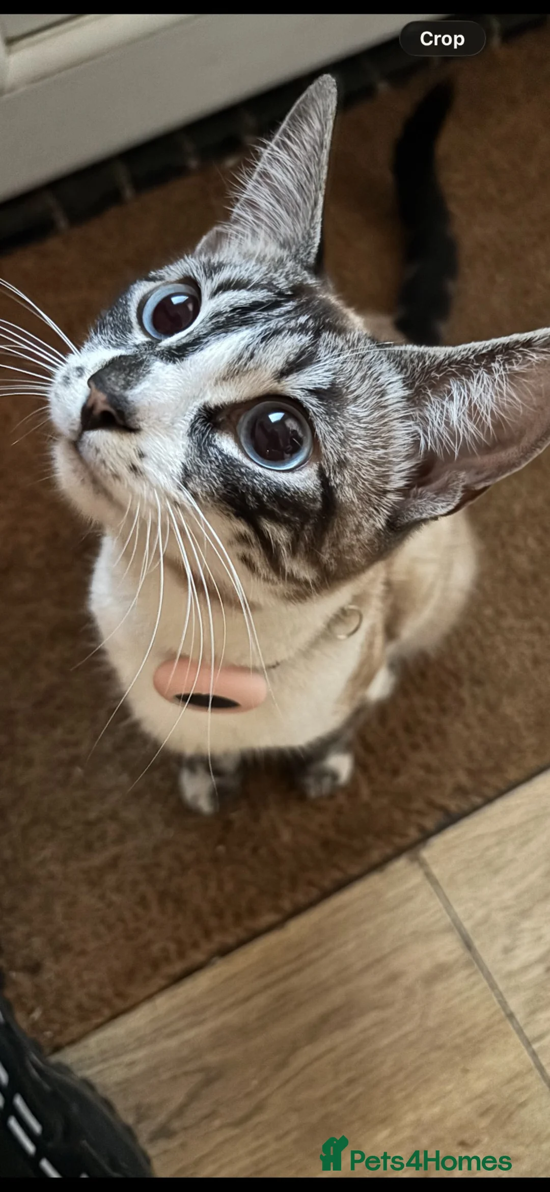 Bengal cats for sale: Snow lynx bengal  in Reading - Advert 8