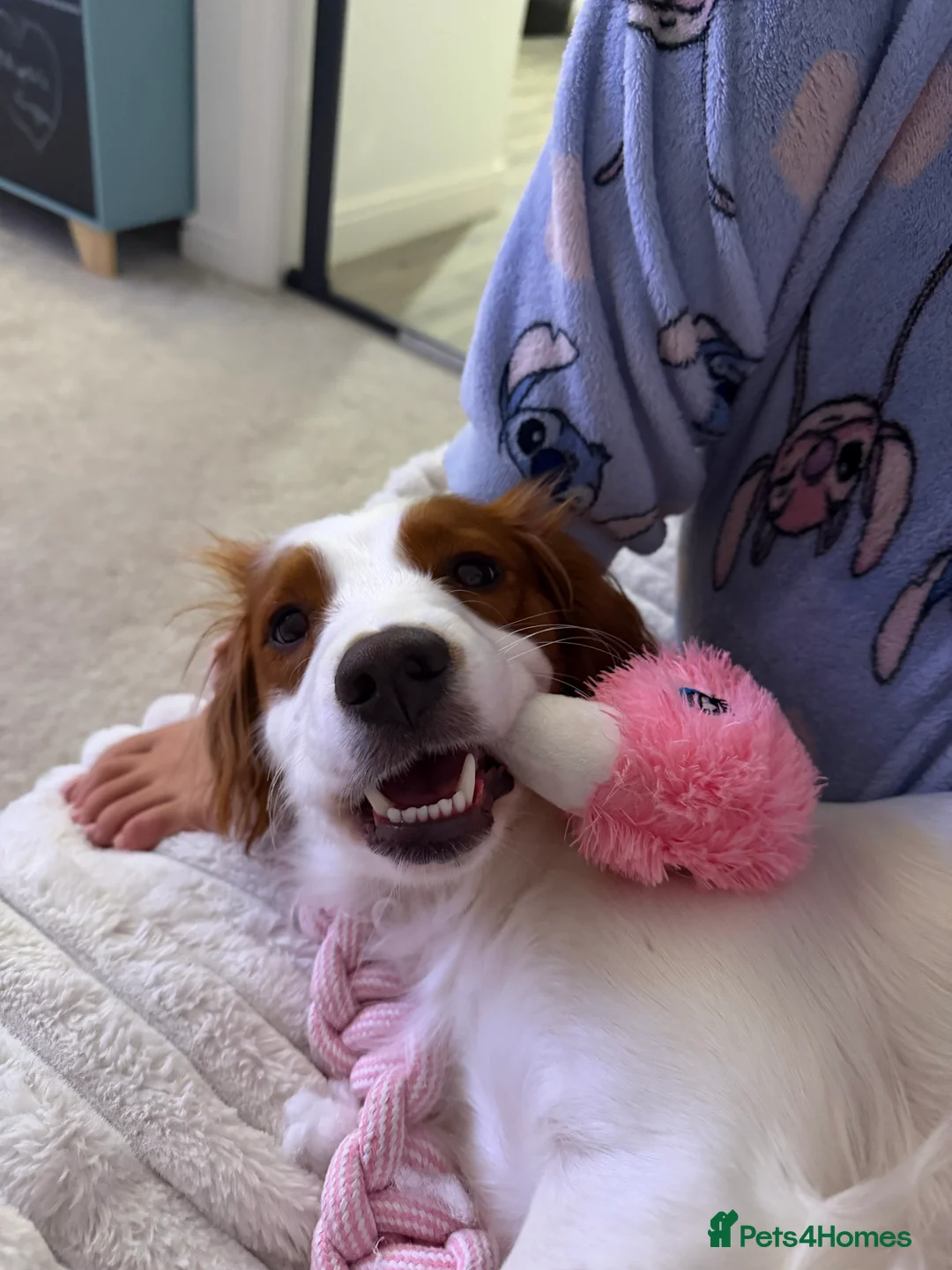 Cocker Spaniel dogs for sale: 1 year old cocker spaniel girl - Advert 2